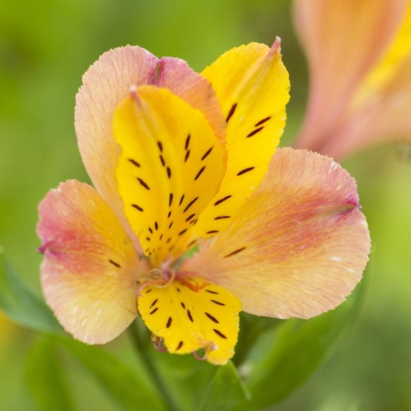 Alstroemeria Majestic Anjou Plant