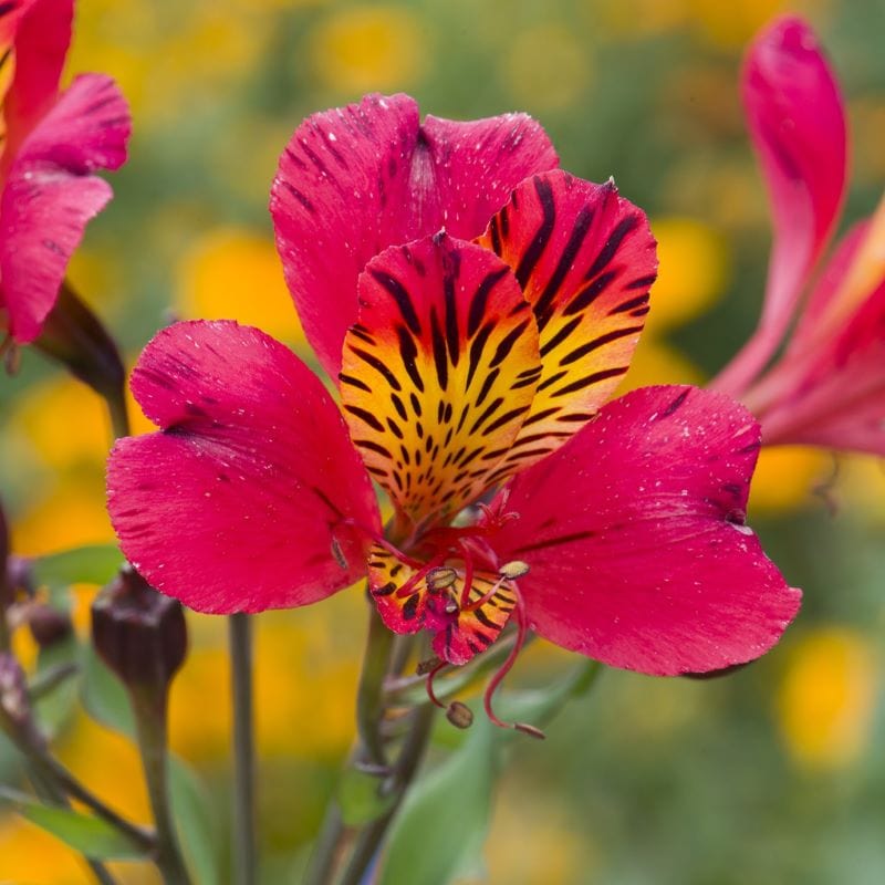 Alstroemeria Majestic Chinon Plant