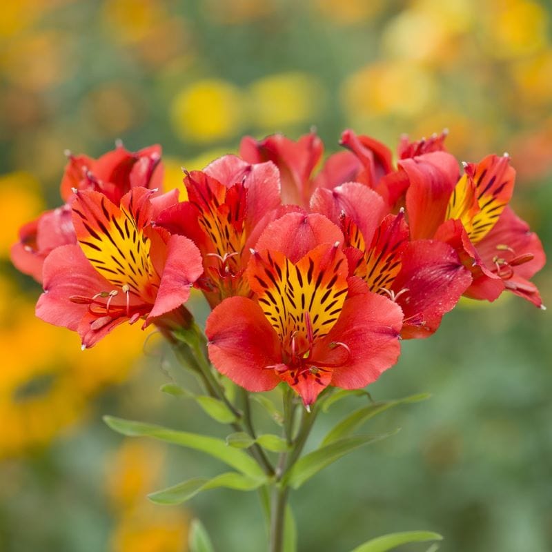 Alstroemeria Majestic Longue Plant