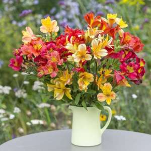 Alstroemeria Majestic Summer Blaze Collection Plants