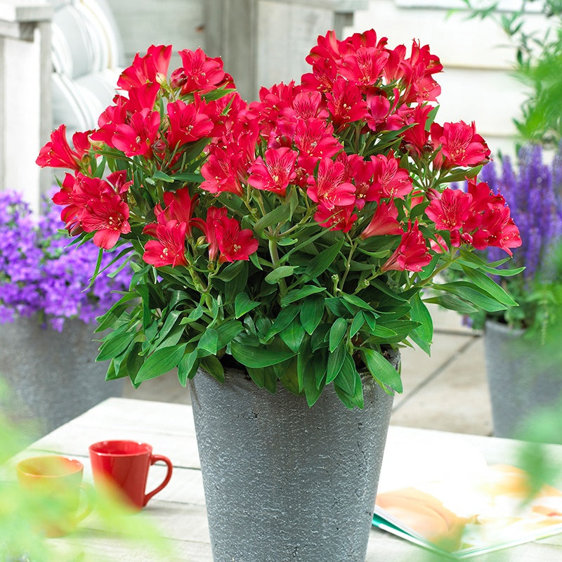 Alstroemeria Inticancha Red Flower Plants