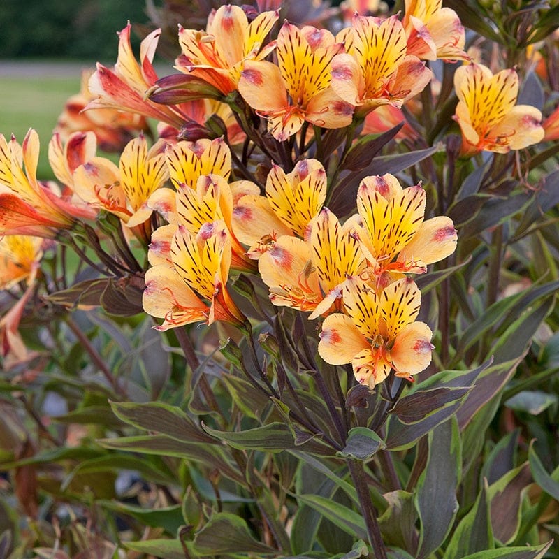 Alstroemeria Summer Breeze Flower Plants