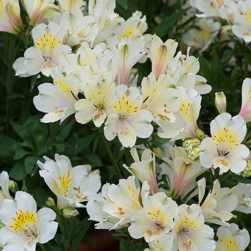 Alstroemeria Summer Silvester Flower Plants