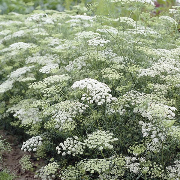 Ammi majus Flower Plants