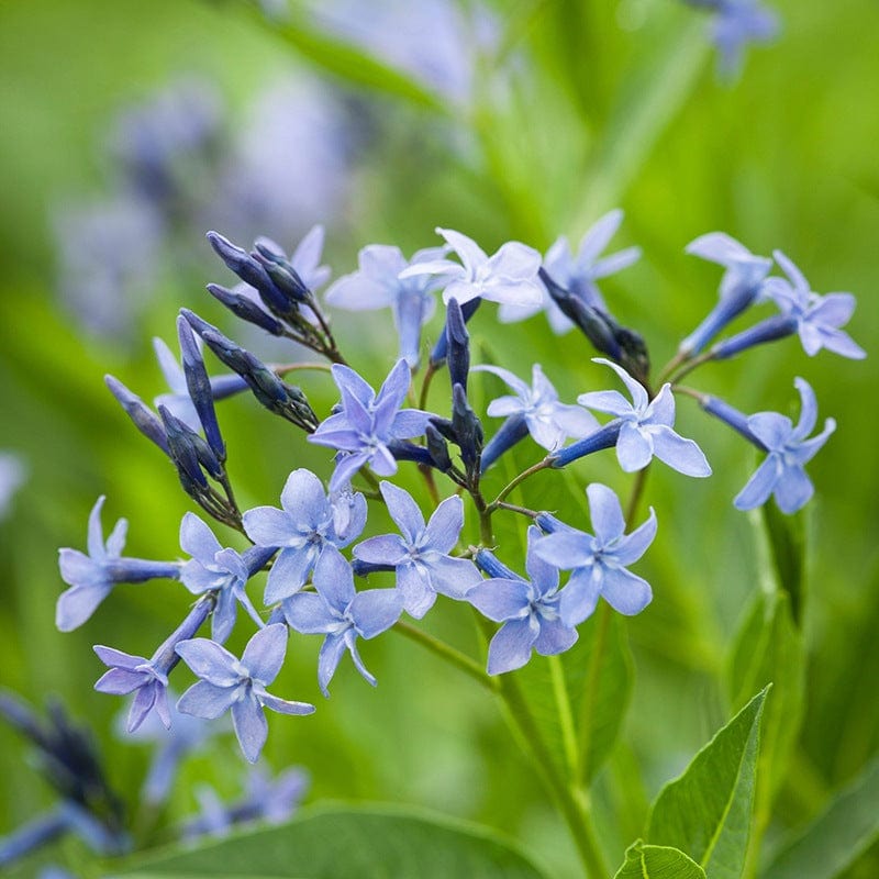 Amsonia Blue Ice Flower Plants