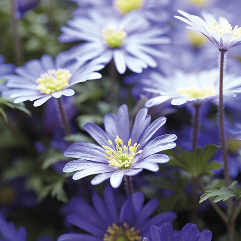 Anemone blanda Blue Shades Bulbs