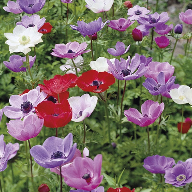 Anemone coronaria De Caen Bulbs