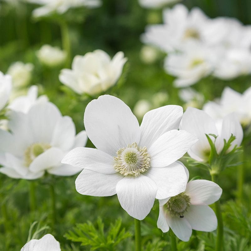 Anemone Coronaria Flower Bulb Collection