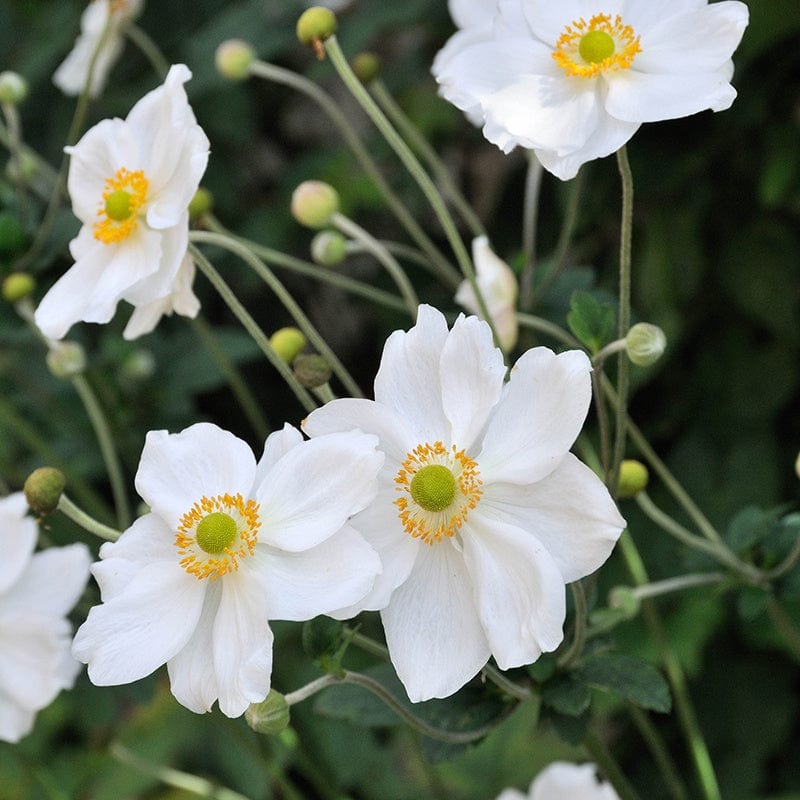 Anemone Honorine Jobert Flower Plants