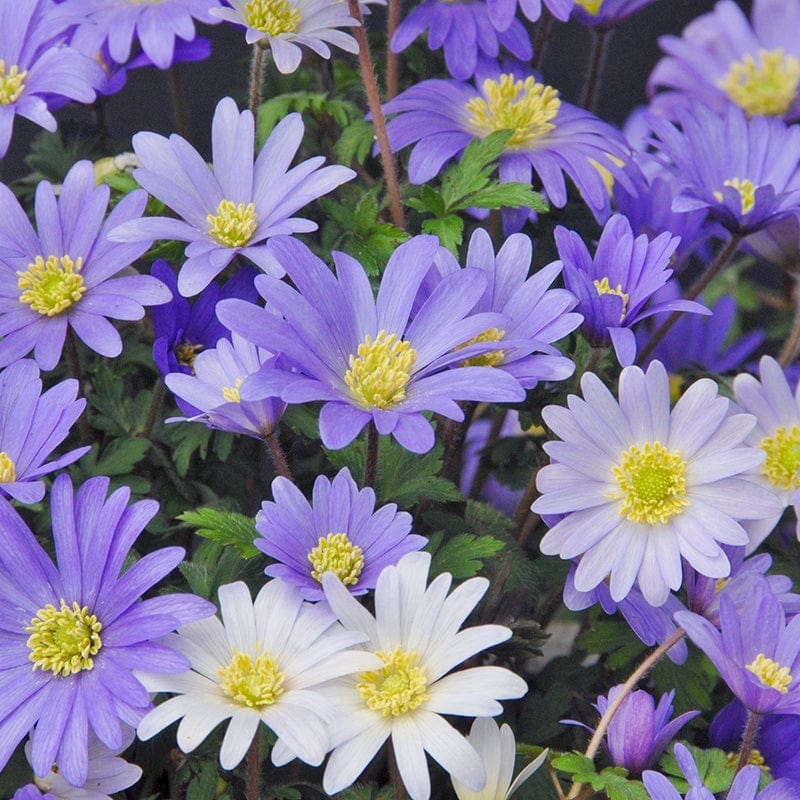 Anemone blanda Mixed Bulbs x 50