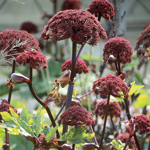 Angelica gigas Flower Plant