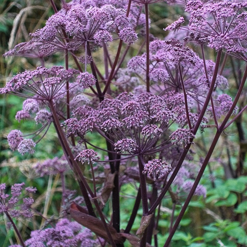 Angelica sylvestris Purpurea Flower Plants