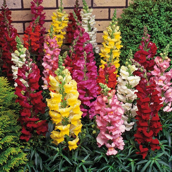 30 Garden Ready Plants (F1) Antirrhinum Sonnet Mixed F1 Flower Plants