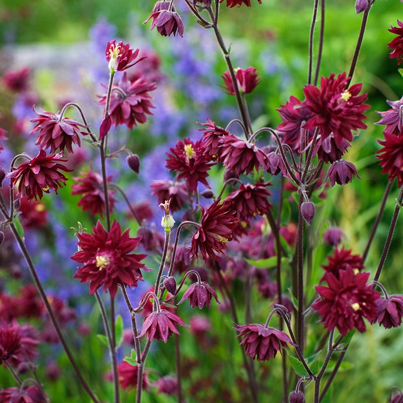 Aquilegia vulgaris var. stellata Ruby Port Flower Plants