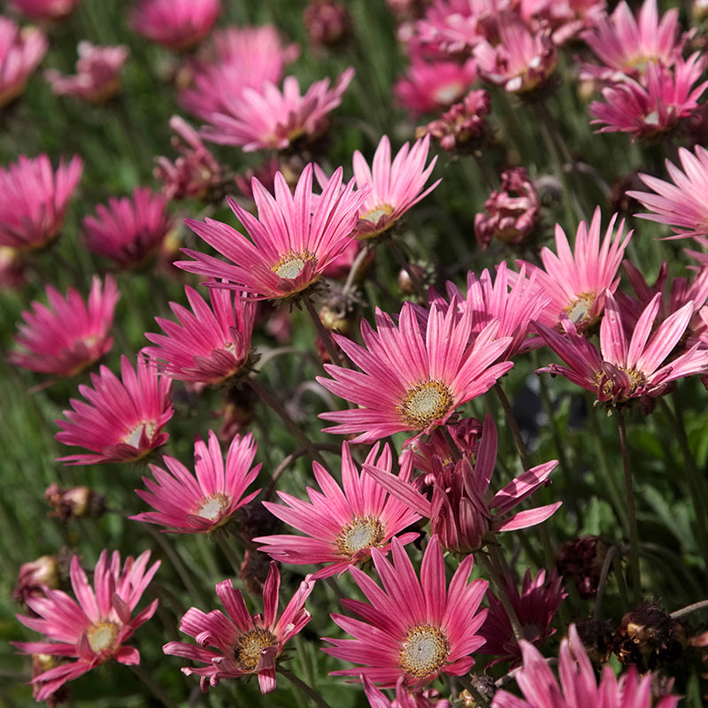 Close-up of pink flowers with green leaves