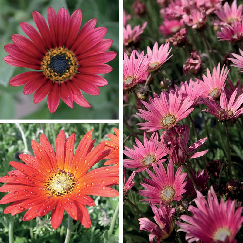 Collage of pink and red flowers with green leaves