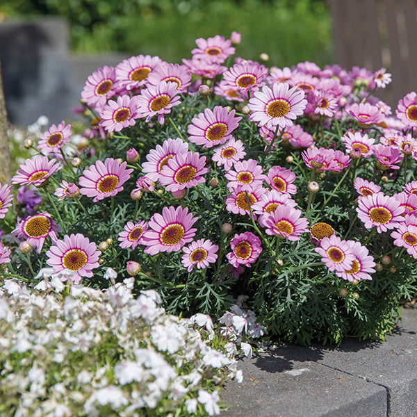 3 x 9cm Plants Argyranthemum Grandaisy Pink Halo Flower Plants