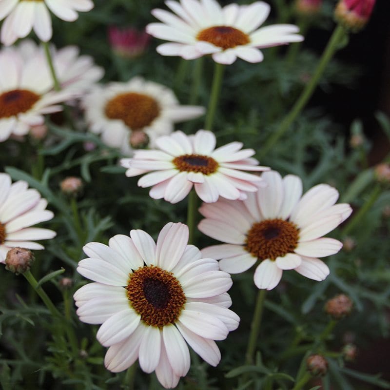 15 Young Plants Argyranthemum Grandaisy Ivory White Flower Plants