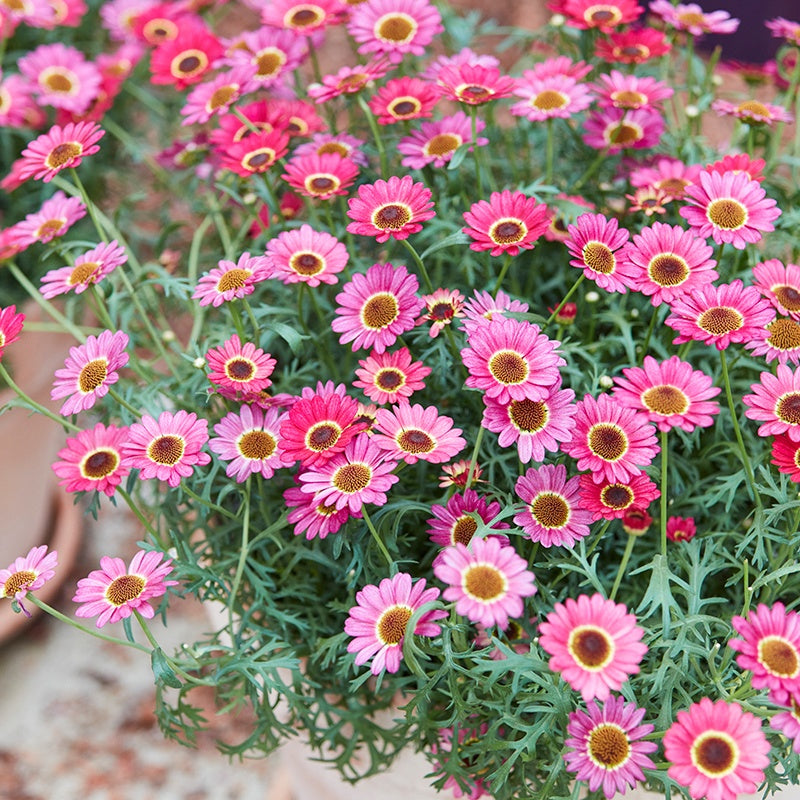 3 x 9cm Plants Argyranthemum Grandaisy Orange Red Flower Plants