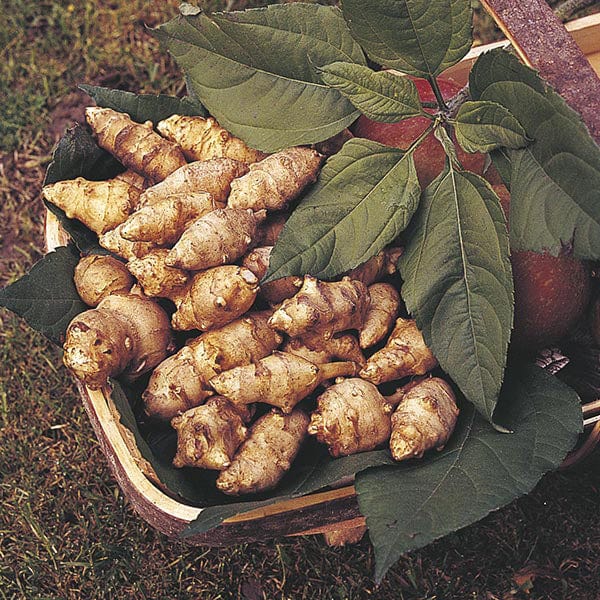 Artichoke Jerusalem Fuseau Tubers