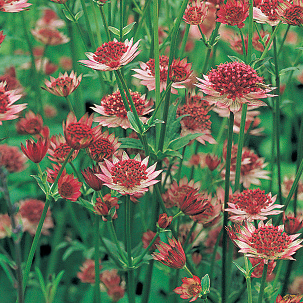 Astrantia Roma Plants