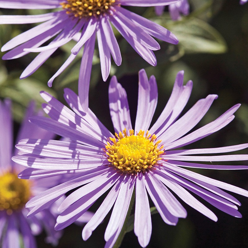 Aster Monch Flower Plants