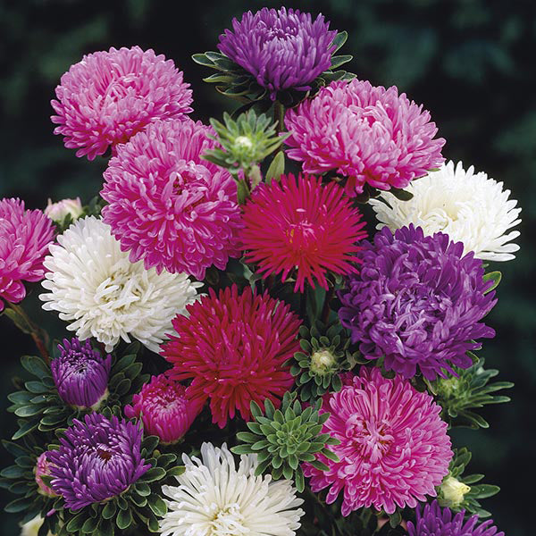 Aster Matador Mixed Flower Plants