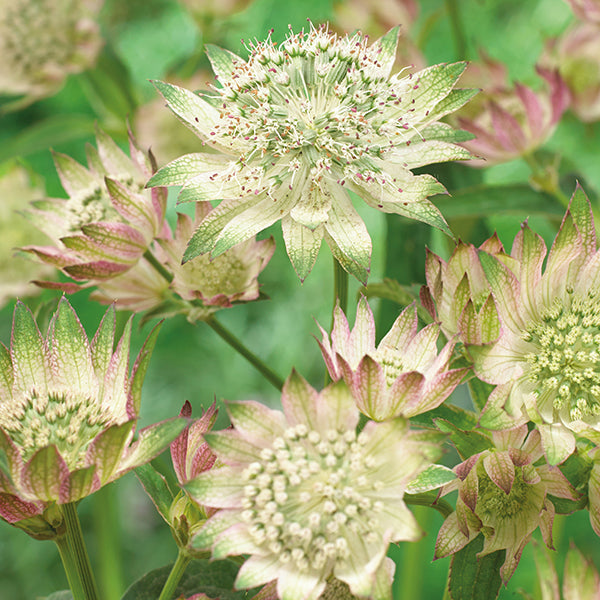 Astrantia Rosemarie Plants