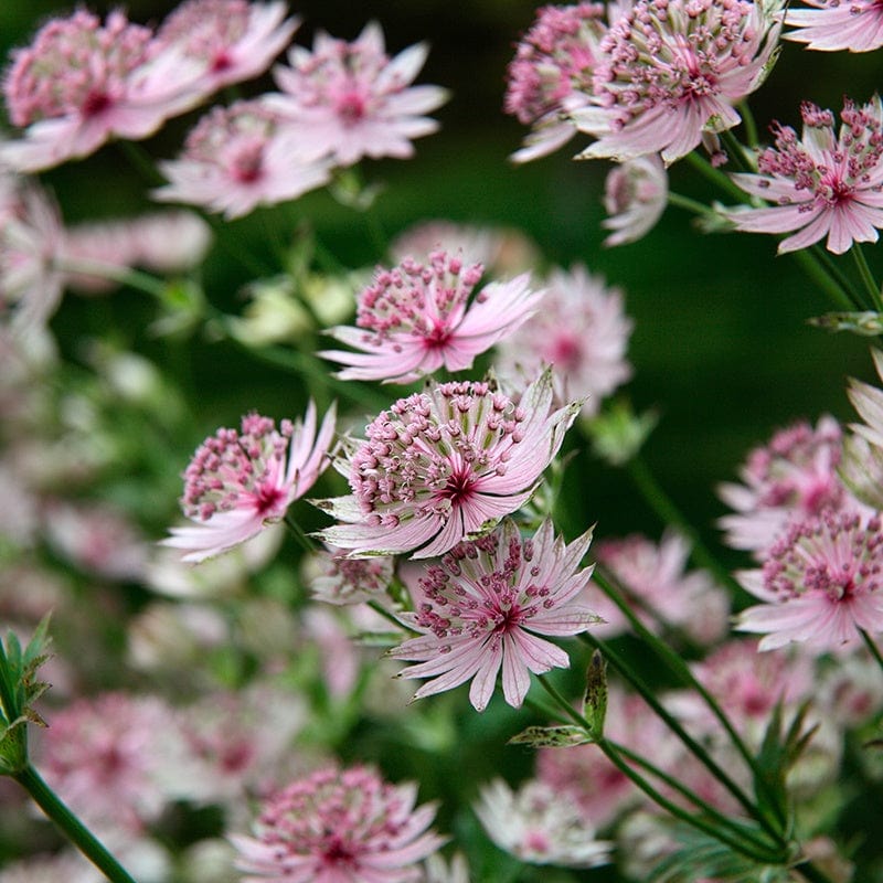 Astrantia Buckland Flower Plants