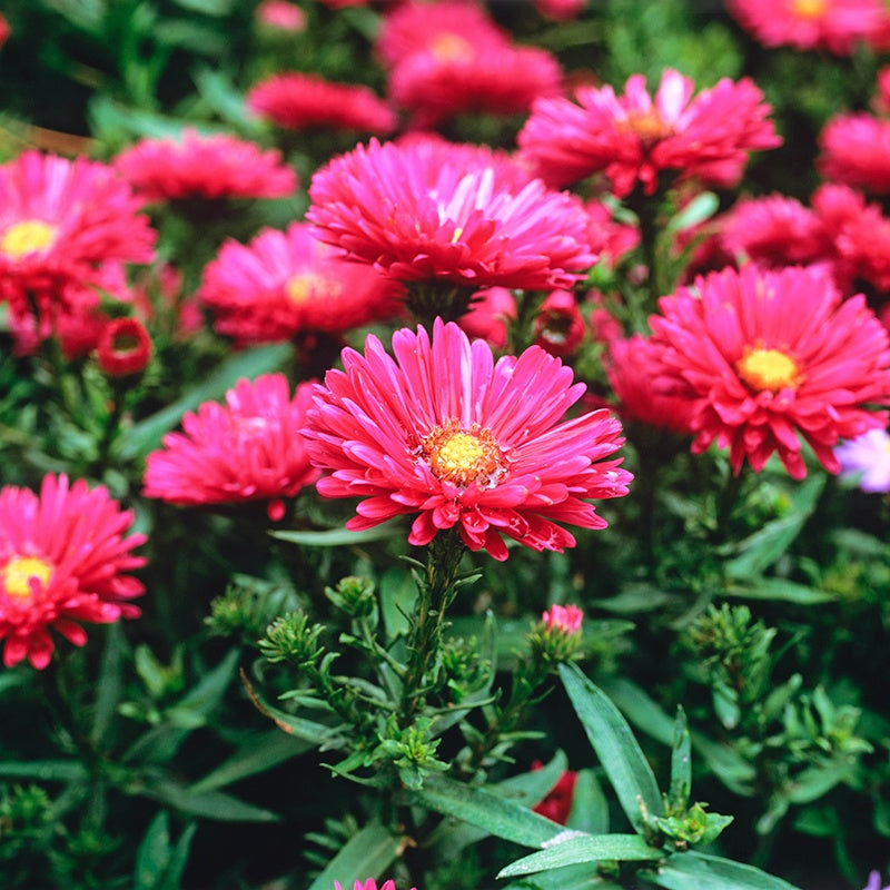 Aster novi-belgii Jenny Flower Plants