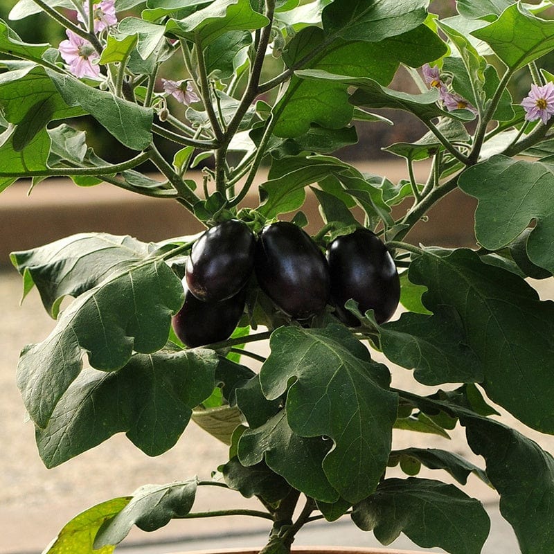 Aubergine Patio Baby Vegetable Plants