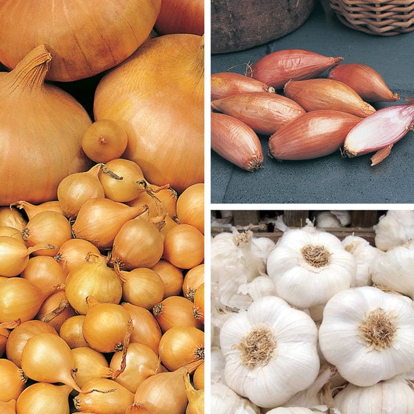 Onion, Shallot and Garlic Collection