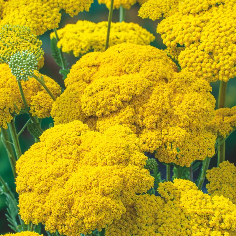 1 potted 9cm plant Achillea Cloth of Gold Plant