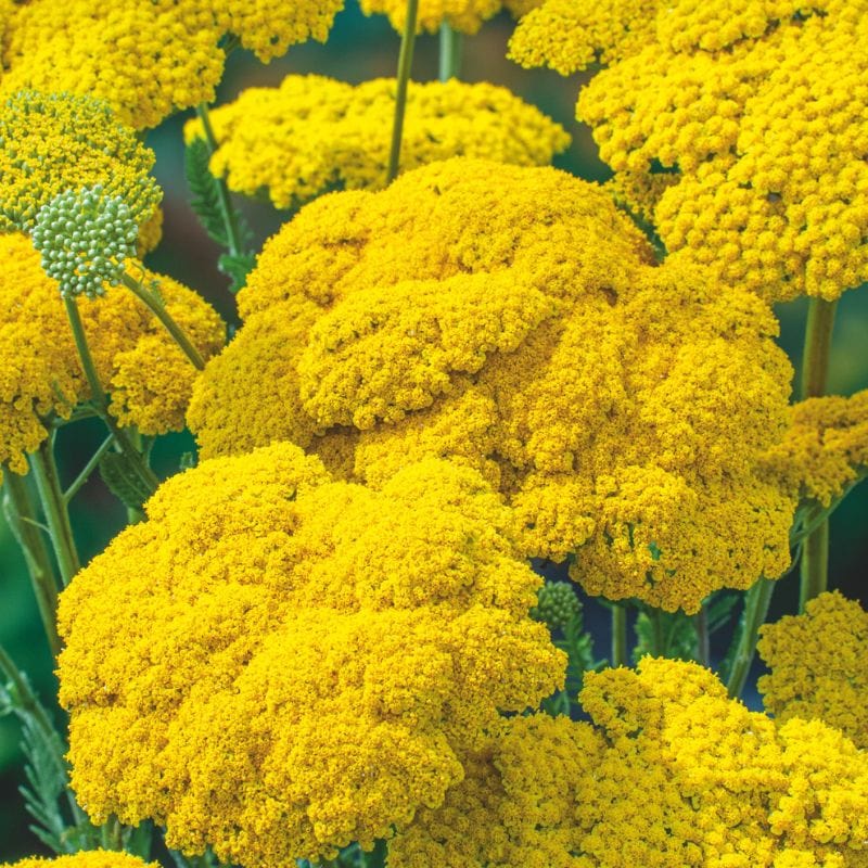 Achillea Cloth of Gold Plant