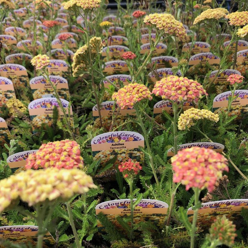 Achillea Terracotta Flower Plants