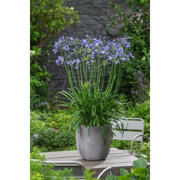 Potted plant with purple flowers on a wooden table in a garden setting