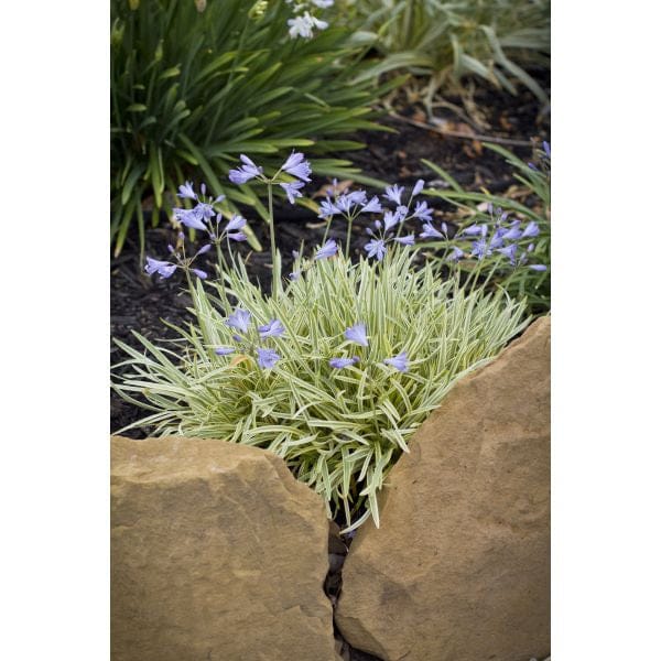Garden scene with green plants and purple flowers near a stone wall