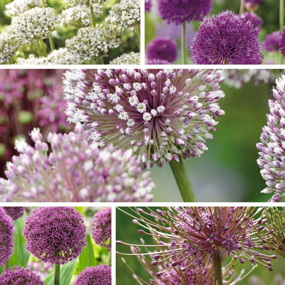 Allium Border Flower Bulb Mix