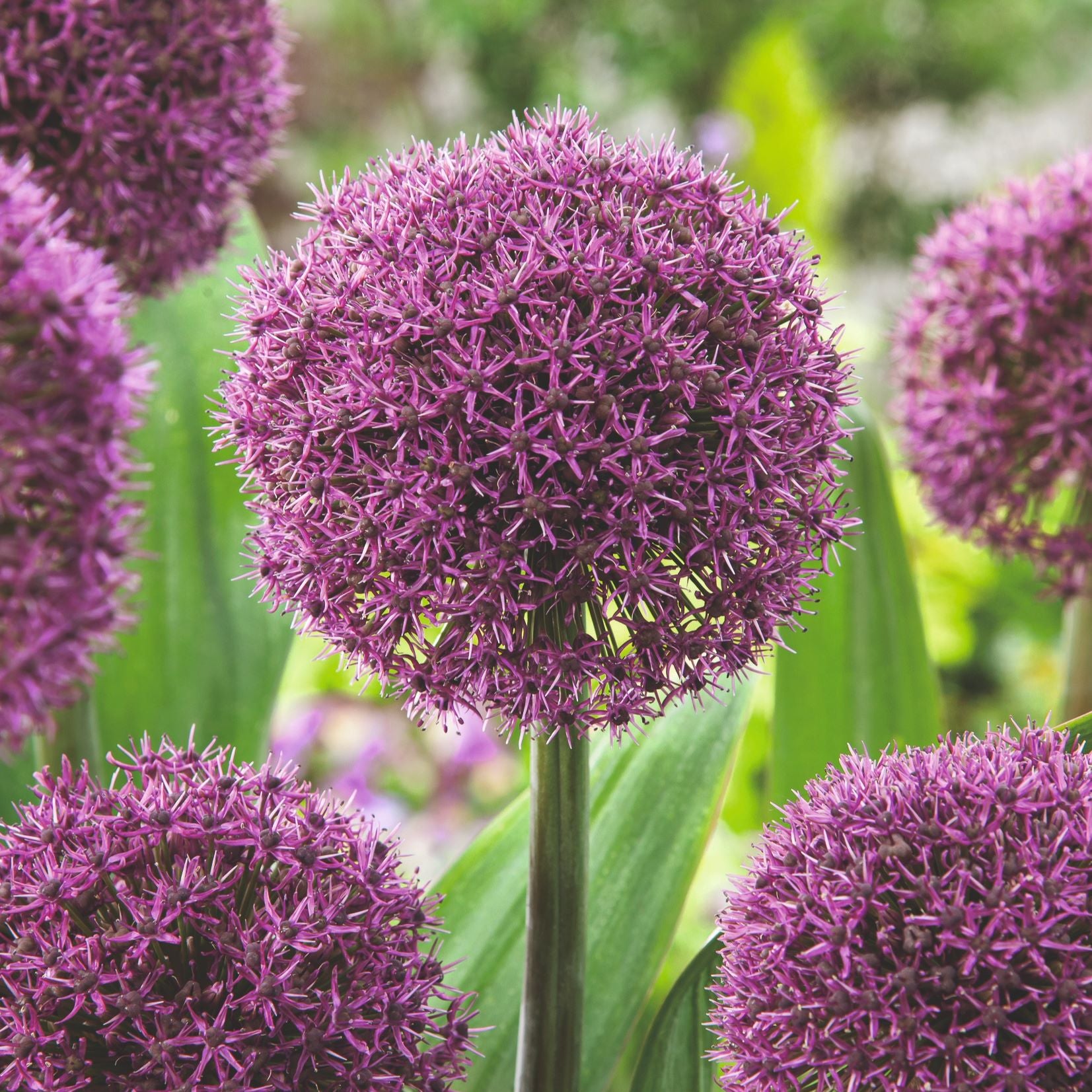 Allium Border Flower Bulb Mix