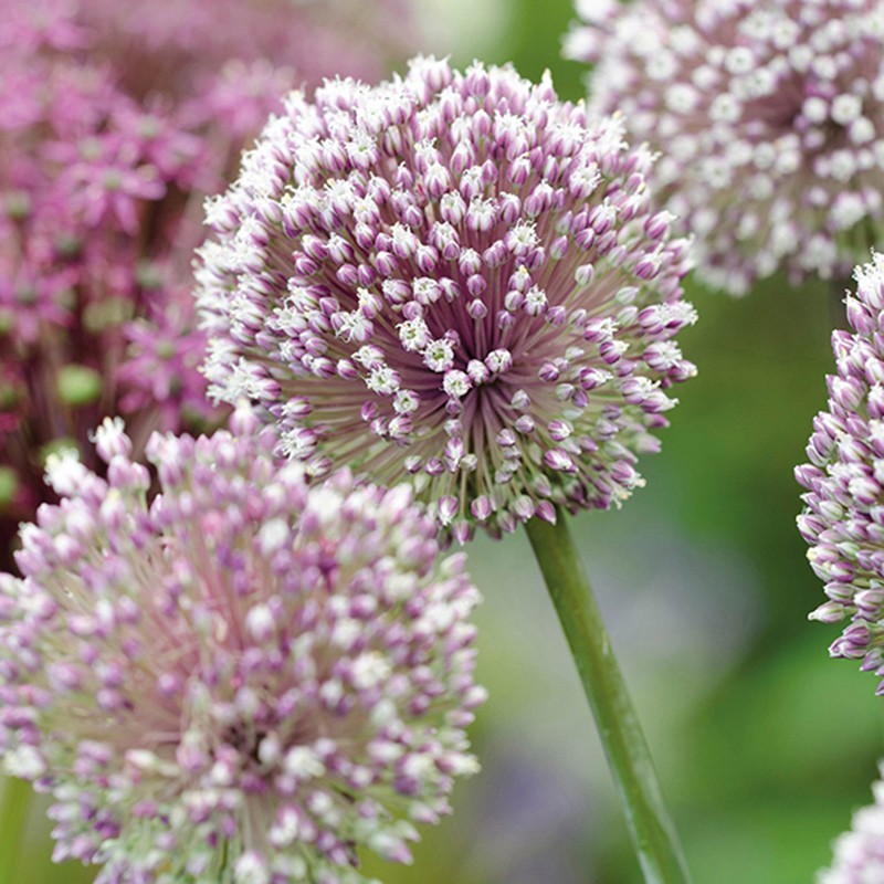Allium Border Flower Bulb Mix