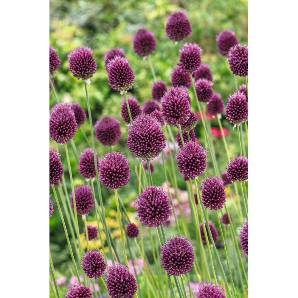 Allium Cottage Garden Mix - 50 Bulbs