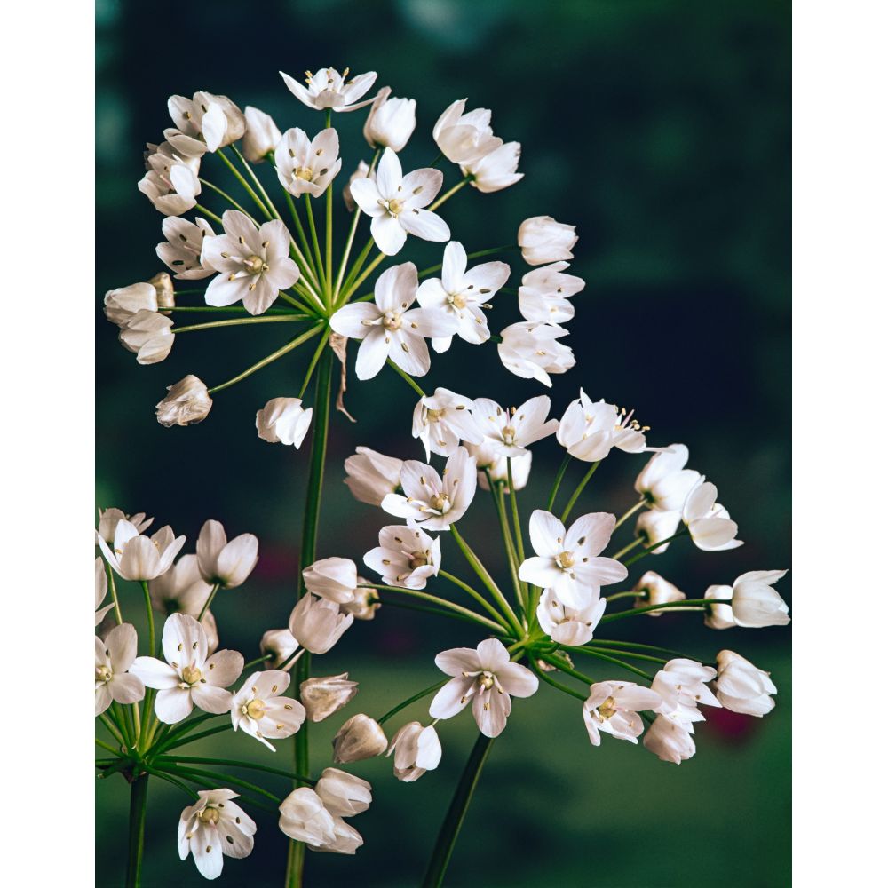 Allium Cottage Garden Mix - 50 Bulbs