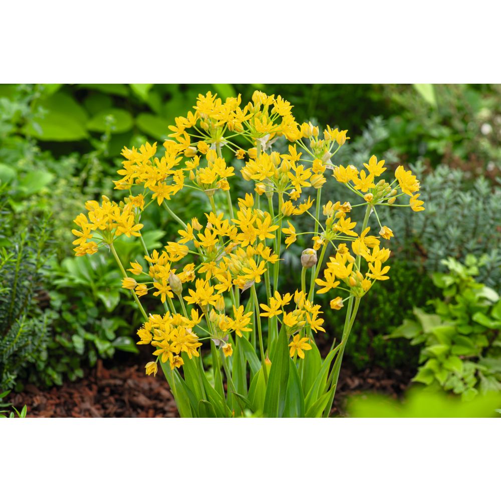 Allium Cottage Garden Mix - 50 Bulbs