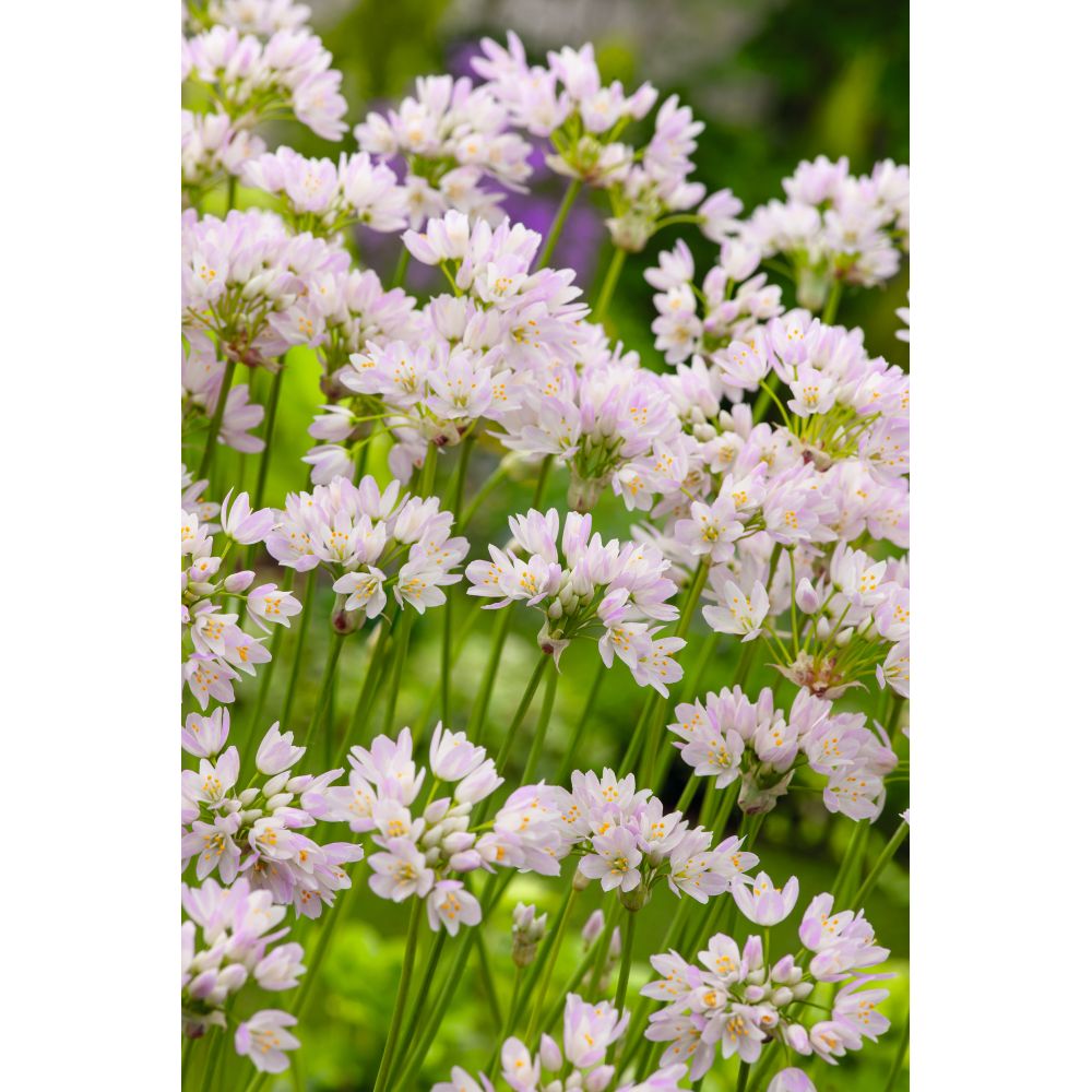 Allium Cottage Garden Mix - 50 Bulbs