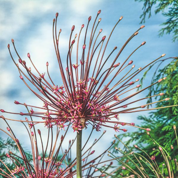 Allium Schubertii Flower Bulbs
