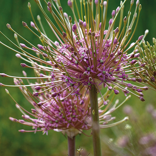 Allium Schubertii Flower Bulbs