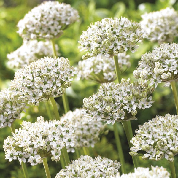 Allium atropurpureum & nigrum Bulb Collection