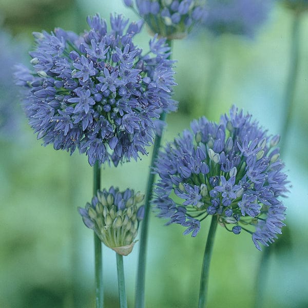 Allium caeruleum Bulbs