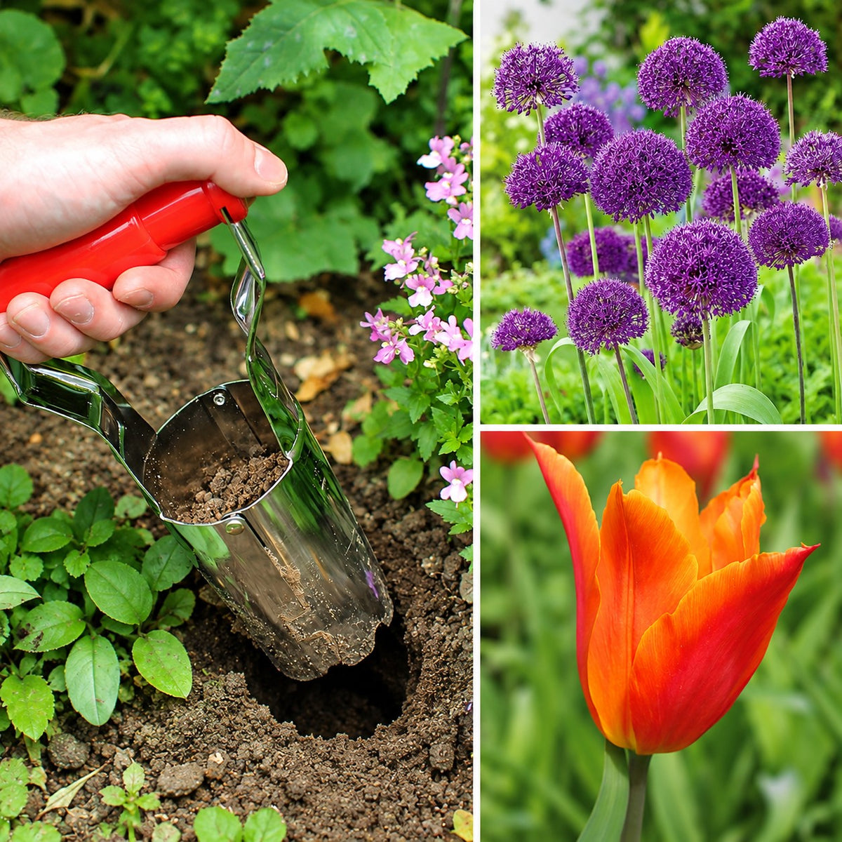 Allium, Tulip & Bulb Planter Kit