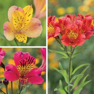 Alstroemeria Majestic Summer Blaze Collection Plants